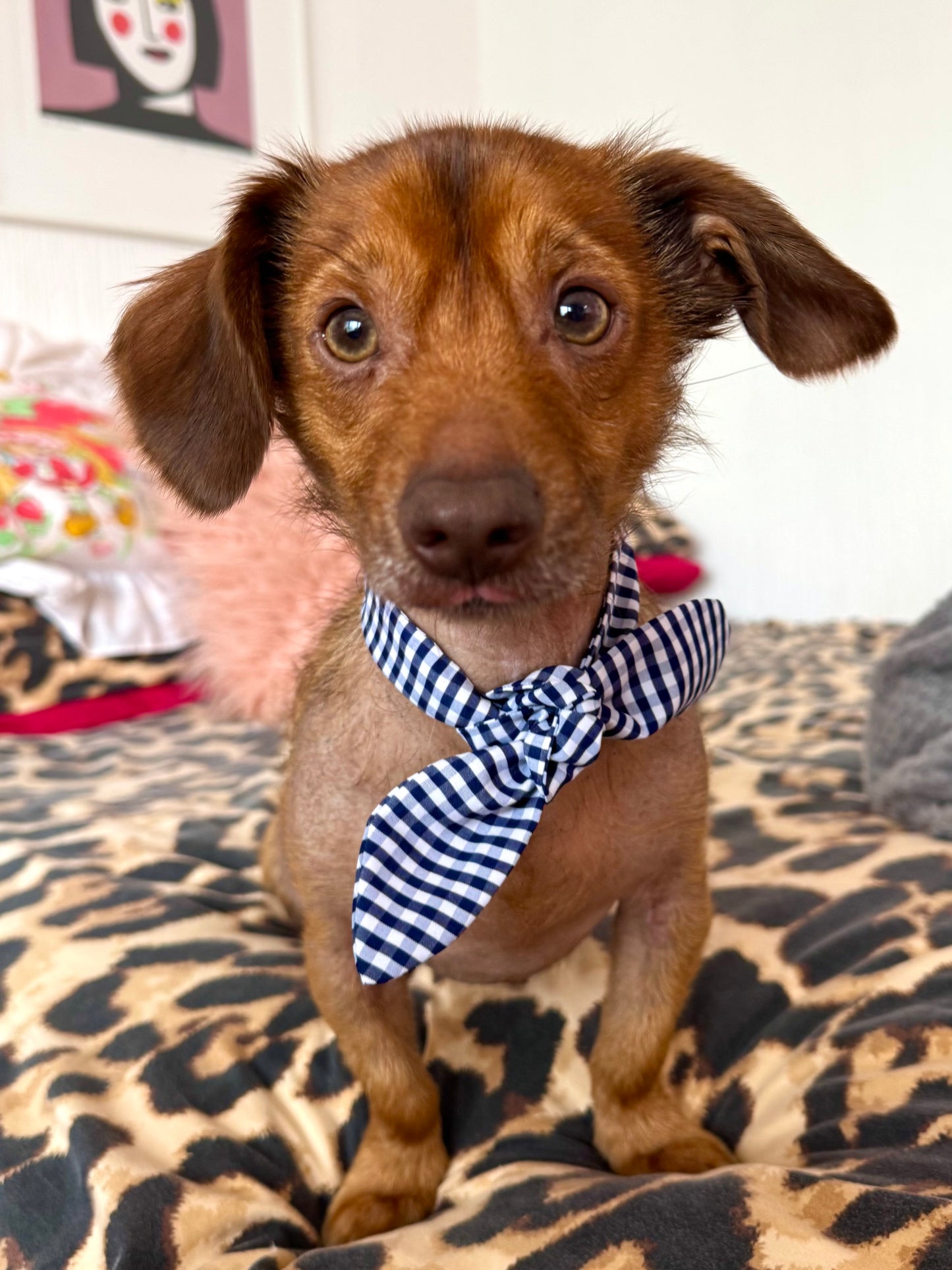Pet Neckerchief PDF Sewing Pattern - SIZE M, L & XL