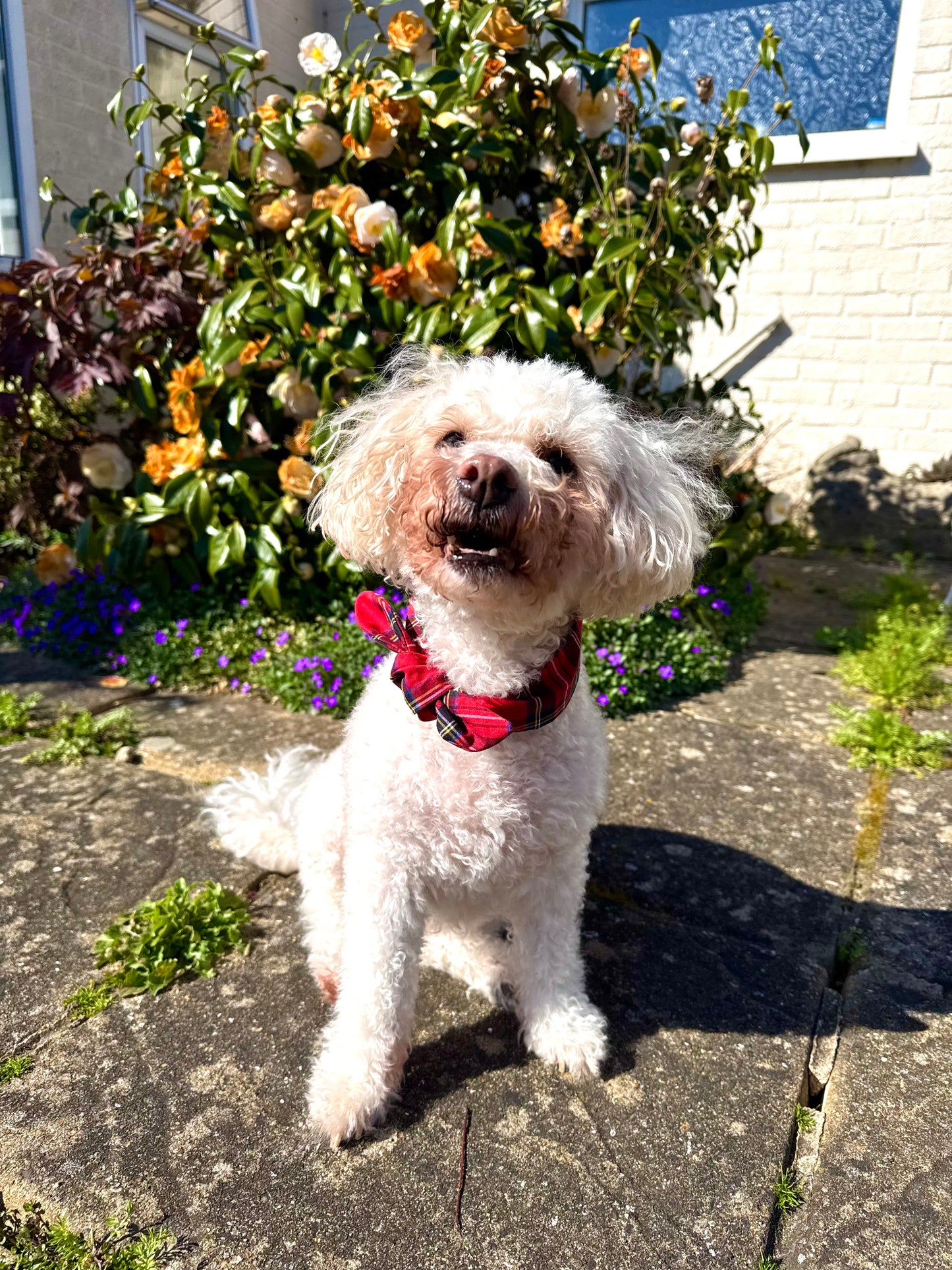Pet Neckerchief PDF Sewing Pattern - SIZE M, L & XL