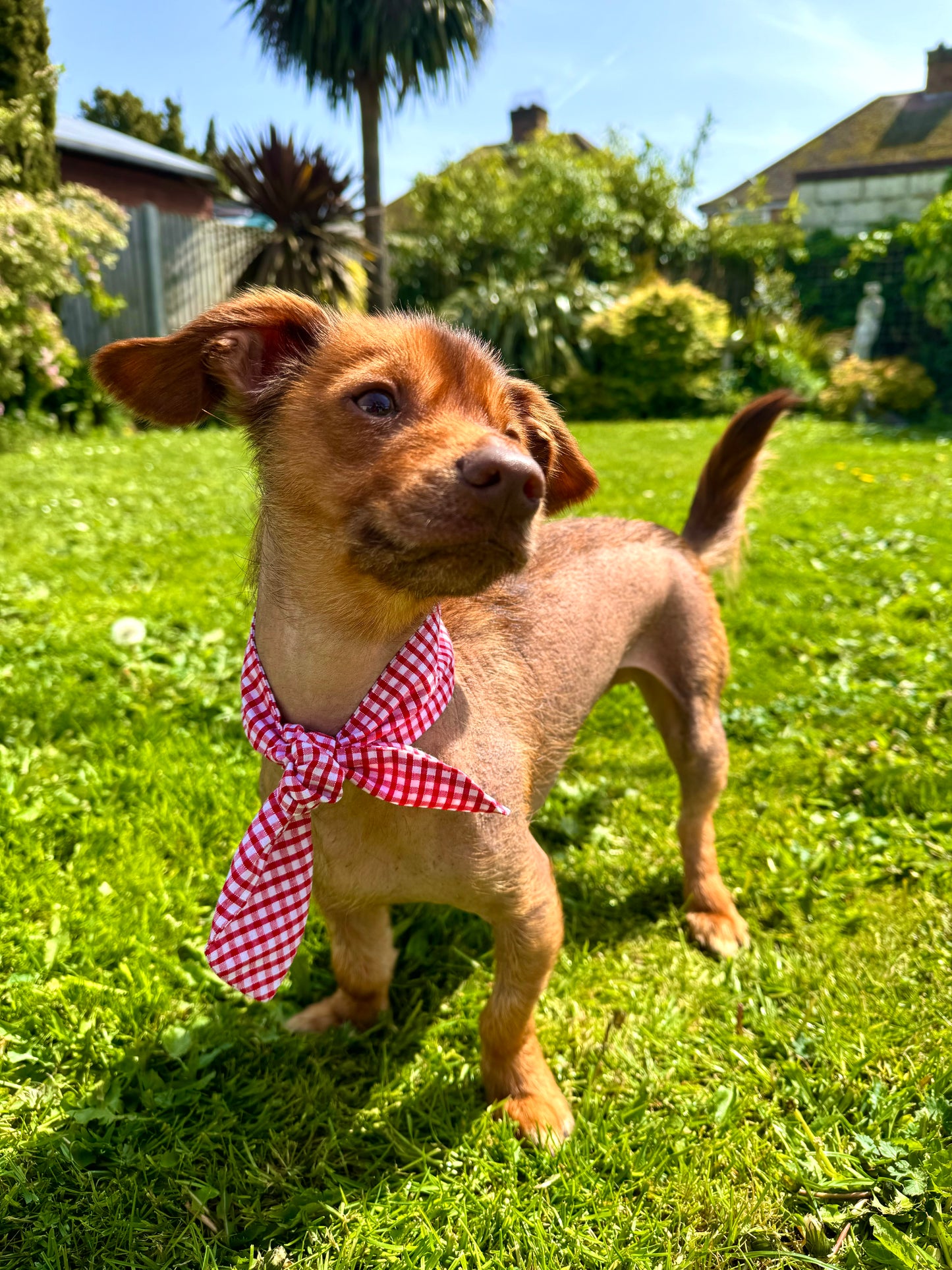 Pet Neckerchief PDF Sewing Pattern - SIZE M, L & XL