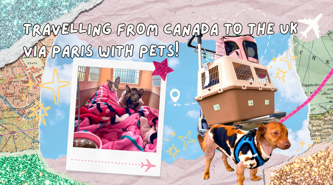 A Guide For Pet Owners Travelling From Canada To The UK With Pets - Without Using A Pet Agency!